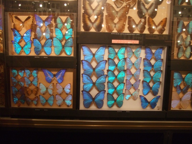 Mauritius 2010 - 0336 